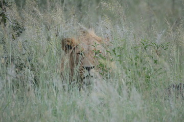 Stalked by Male Lion 