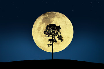 Fototapeta na wymiar Dramatic atmosphere panorama view of beautiful landscape and big tree with super moon and night sky background.