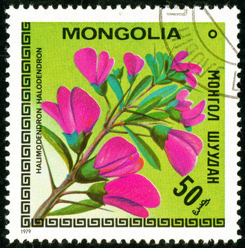 Ukraine - circa 2018: A postage stamp printed in Mongolia shows drawing Flower Halimodendron halodendron. Series: Flowers. Circa 1979.