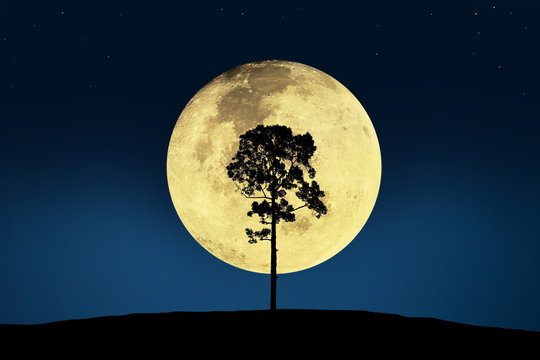 Dramatic atmosphere panorama view of beautiful landscape and big tree with super moon and night sky background.