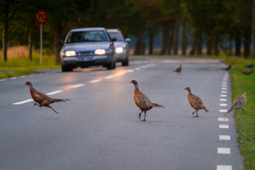 Family of wild pheasants walking on the road of Sweden