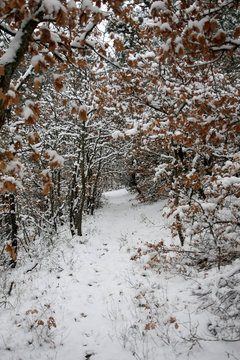 Path with snow and trees