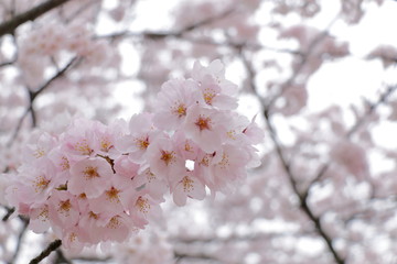 Cherry tree