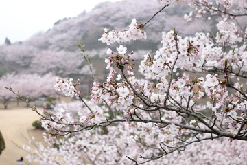 Cherry blossoms are in full bloom