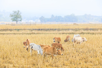 Obraz na płótnie Canvas Cow farming in rural of Thailand.