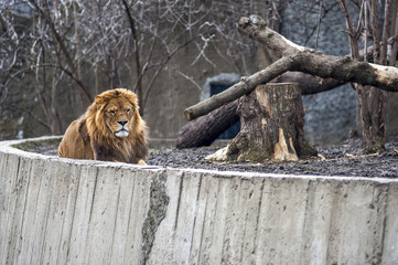 Zmoknięty lew © Kamil_k2p