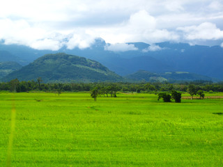Brazilian Rice Field