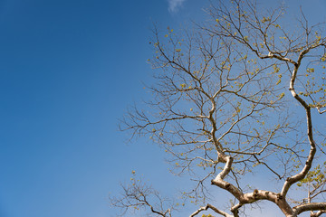 Beautiful tree branches in springtime against blue sky background.