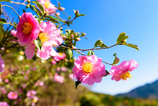 山茶花と秋の空