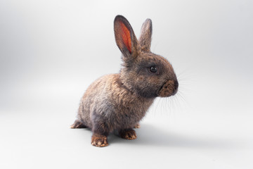 chocolate brown rabbit with red eyes on a gray background. Studio.