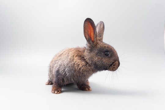 chocolate brown rabbit with red eyes on a gray background. Studio.