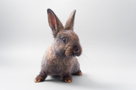 chocolate brown rabbit with red eyes on a gray background. Studio.