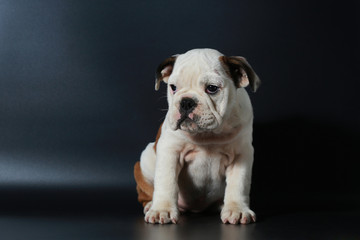 
purebred English Bulldog puppy action on balck screen