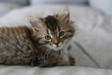 Main Coon kitten 