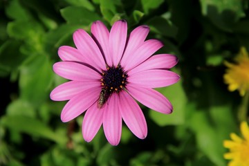 Obraz premium abeille sur une fleur