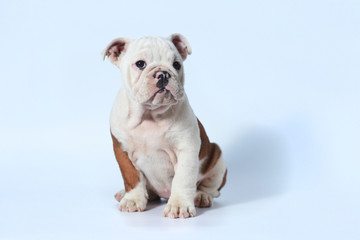 purebred English Bulldog puppy action on white screen