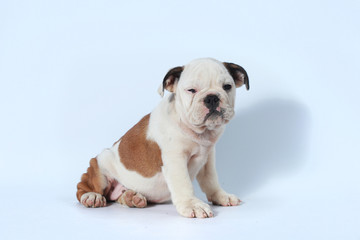 purebred English Bulldog puppy action on white screen