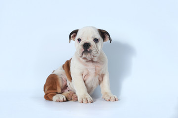 purebred English Bulldog puppy action on white screen