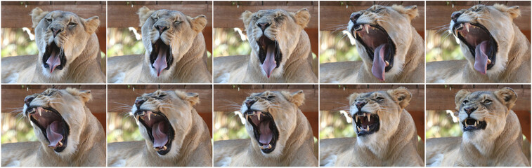 Naklejka premium Kolaż afrykańskiego lwa z zoo, ziewającego