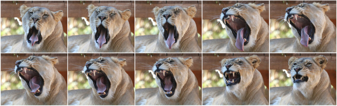 A Collage of an African Female Zoo Lion Yawning - Powered by Adobe