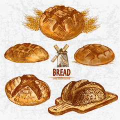 Digital color vector detailed line art golden