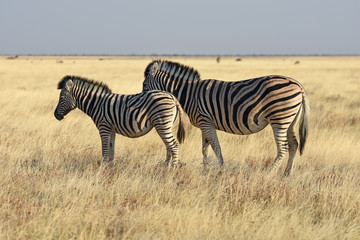 Steppenzebras (Equus quagga) im Etosha Nationalpark (Namibia)