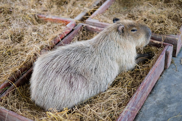 Capybara sitting in the wooden box with grass for animal background or texture.