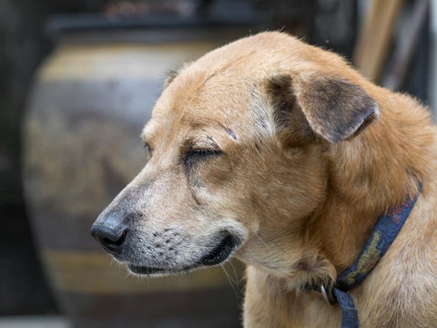 Aging dog looking sad Because of sick and lack of treatment