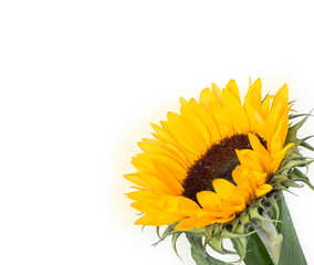 Spring flower, isolated on white background