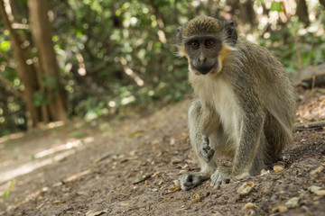 Naklejka na ściany i meble Green Vervet Monkeys in Bigilo forest park, The Gambia