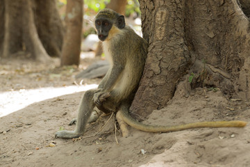 Green Vervet Monkeys in Bigilo forest park, The Gambia
