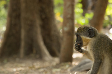 Green Vervet Monkeys in Bigilo forest park, The Gambia