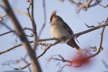 Waxwings on the branch of the Ashberry