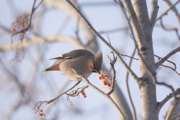 Waxwings on the branch of the Ashberry
