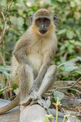Naklejka na ściany i meble Green Vervet Monkeys in Bigilo forest park, The Gambia