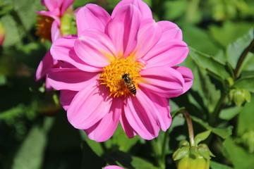  Flowers and bee