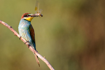European bee-eater (Merops apiaster) sitting on a stick with a dragonfly.