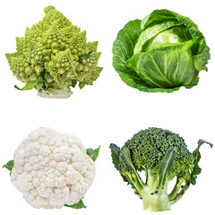 cabbage collection isolated on white background
