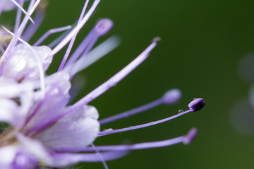 Живая природа. Красивый цветок крупным планом. Макромир. Wildlife. Beautiful flower. Macrocosm