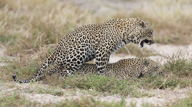 Male and female leopard mating on grass in nature