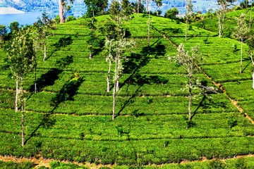 Fototapeta na wymiar tea plantation landscape in Sri Lanka