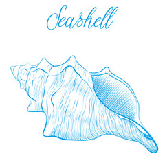 Sea shell Hand drawn blue linear vector illustration.Marine wildlife decorative designer graphic art element isolated