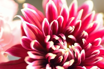 Macro details of vibrant Brown colored Dahlia flower