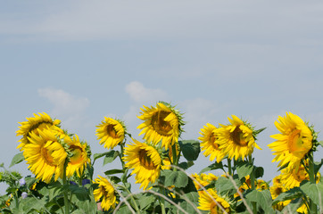 wind sunflower and leafs