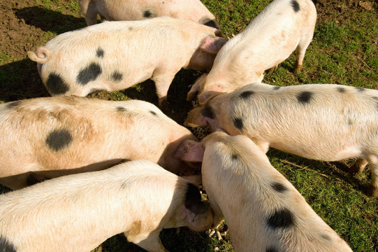 Gloucester old spot pigs huddled together eating, Cherington, Gloucestershire, United Kingdom, Europe
