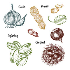 Herbs, condiments and spices. pistachios and garlic, peanut and chestnut, seeds for the menu. Organic plants or vegetarian vegetables. engraved hand drawn in old sketch, vintage style.