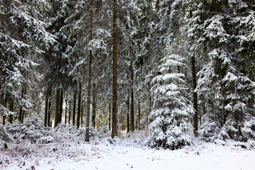 Winter landscape with snow covered fir trees.