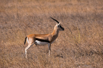 Naklejka na ściany i meble Grant's Gazelle in Serengeti National Park