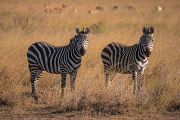 Zebra in Serengeti National Park, Tanzania