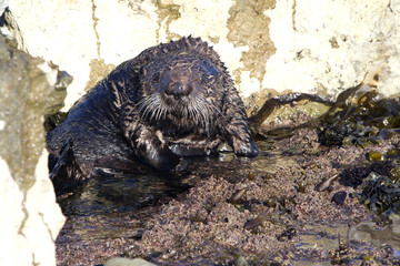 Sea otter took a defensive pose in shallow water during the winter low tide